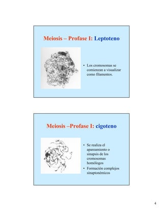 Meiosis – Profase I: Leptoteno



               • Los cromosomas se
                 comienzan a visualizar
                 como filamentos.




 Meiosis –Profase I: cigoteno


               • Se realiza el
                 apareamiento o
                 sinapsis de los
                 cromosomas
                 homólogos
               • Formación complejos
                 sinaptonémicos




                                          4
 