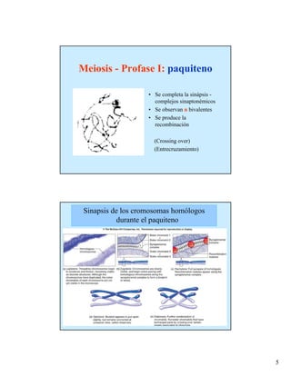 Meiosis - Profase I: paquiteno

                    • Se completa la sinápsis -
                      complejos sinaptonémicos
                    • Se observan n bivalentes
                    • Se produce la
                      recombinación

                      (Crossing over)
                      (Entrecruzamiento)




 Sinapsis de los cromosomas homólogos
            durante el paquiteno




                                                  5
 
