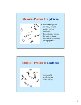 Meiosis –Profase I: diploteno
                • Los homólogos se
                  repelen y quedan
                  unidos por los
                  quiasmas.
                • Los quiasmas indican
                  los lugares donde
                  hubo entrecruzamiento
                  en el paquiteno




Meiosis - Profase I: diacinesis



                • Aumenta la
                  condensación
                  cromosómica




                                          6
 