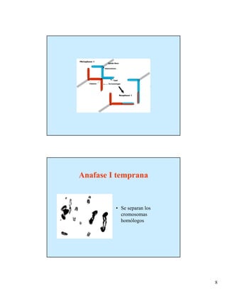 Anafase I temprana


         • Se separan los
           cromosomas
           homólogos




                            8
 