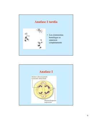 Anafase I tardía


        • Los cromosomas
          homólogos se
          separaron
          completamente




   Anafase I




                           9
 