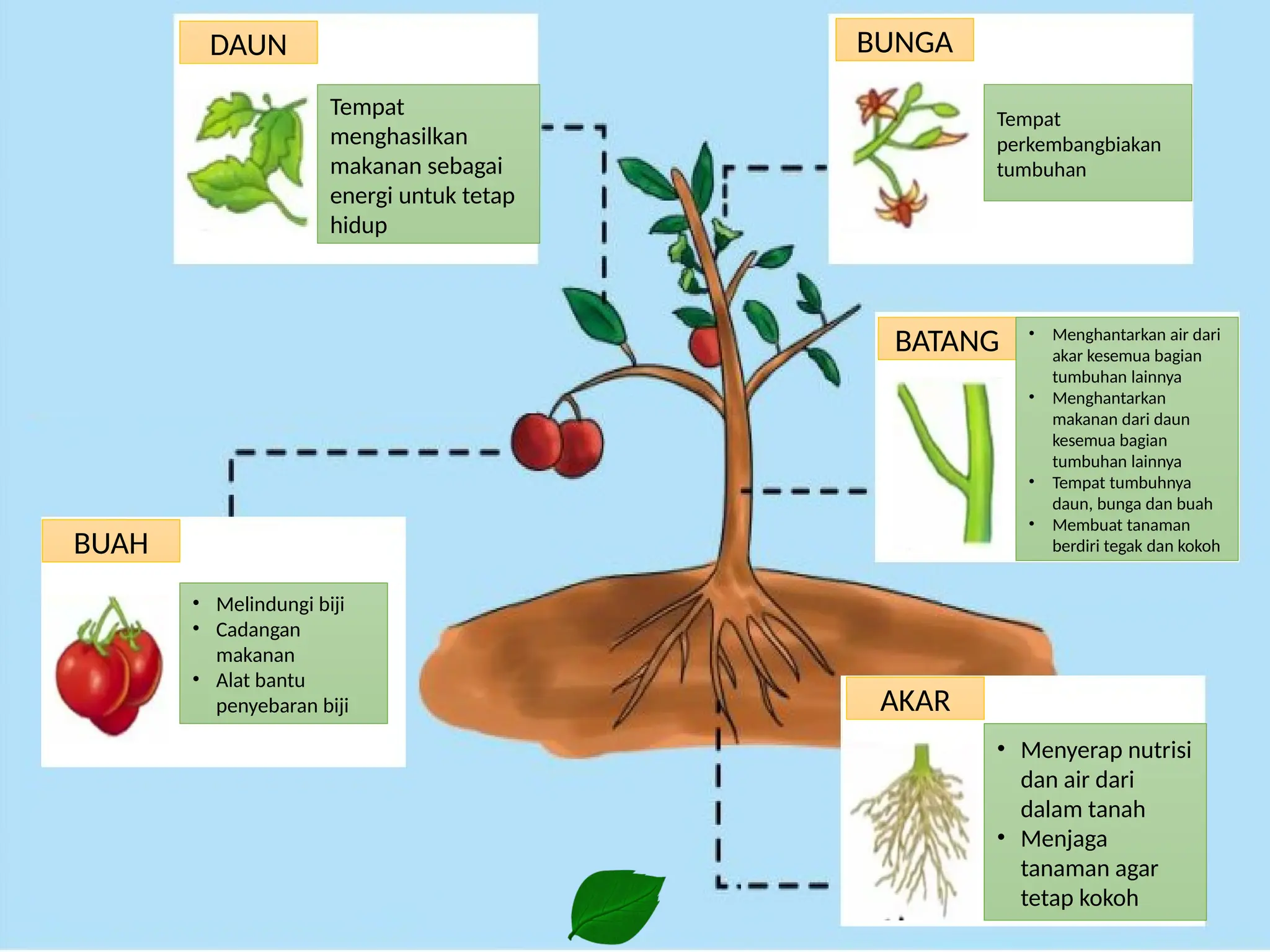 Bagian Tubuh Tumbuhan dan Fungsinya.pptx