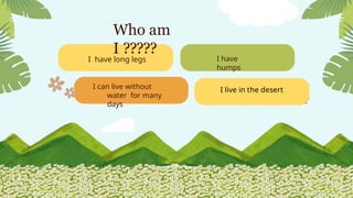 I have
humps
I have long legs
I can live without
water for many
days
I live in the desert
Who am
I ?????
 