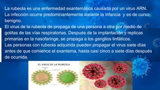 La rubeola es una enfermedad exantemática causada por un virus ARN.
La infección ocurre predominantemente durante la infancia y es de curso
benigno.
El virus de la rubeola de propaga de una persona a otra por medio de
gotitas de las vías respiratorias. Después de la implantación y replicas
primarias en la nasofaringe, se propaga a los ganglios linfáticos.
Las personas con rubeola adquirida pueden propagar el virus siete días
antes de que comience el exantema, hasta casi cinco a siete días después
de ocurrida.
 