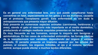 Es en general una enfermedad leve, pero que puede complicarse hasta
convertirse en fatal, especialmente en los gatos y en los humanos, causada
por el protozoo Toxoplasma gondii. Esta enfermedad es sin duda la
antropozoonosis que presenta mayor difusión.
Está presente en numerosas especies animales (carnívoros, herbívoros y
aves), siendo el gato el reservorio más importante en el medio doméstico,
produciendo el contagio mediante ooquistes presentes en las heces.
Es muy frecuente en los humanos, aunque la mayoría son benignas y
asintomáticas. En los casos de enfermedad sintomática, las formas clínicas
de la toxoplasmosis son variables, dependiendo del órgano o sistema
afectado. El parasito presenta un tropismo especial por las células del
pulmón, el corazón, los órganos linfoides, el ojo y el sistema nervioso
central, aunque puede afectar a muchos tejidos diferentes.
 