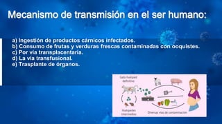 a) Ingestión de productos cárnicos infectados.
b) Consumo de frutas y verduras frescas contaminadas con ooquistes.
c) Por vía transplacentaria.
d) La vía transfusional.
e) Trasplante de órganos.
 
