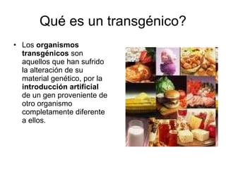 Qué es un transgénico? ,[object Object]