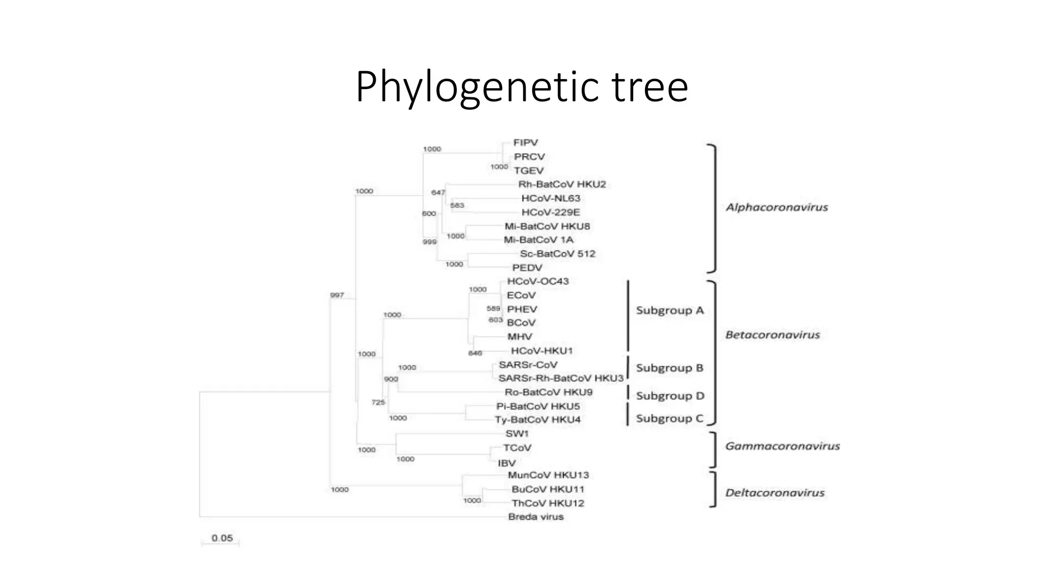 Phylogenetic tree
 