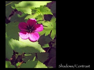 Shadows/Contrast 