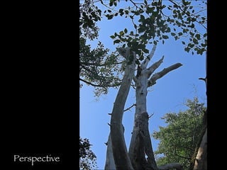 Use of line Perspective 