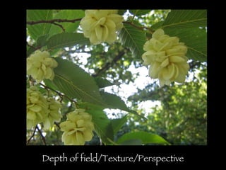 Depth of field/Texture/Perspective 