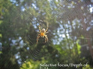 Selective focus/Depth of field 