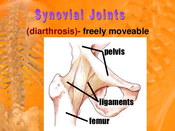 Diarthrotic Joints