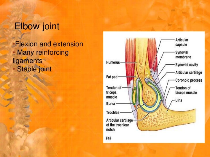 Diarthrotic Joints