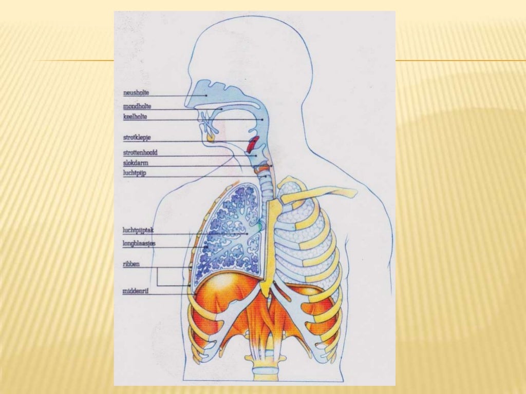 Anatomie 2 Ademhalingsstelsel Anatomie En Fysiologie - vrogue.co