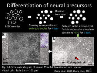 Differentiation of neural_cells_in_human_embryonic_stem | PDF