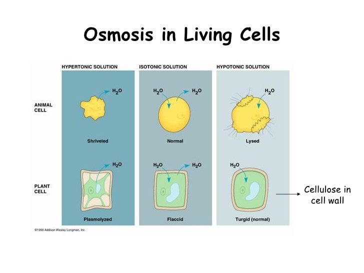 osmosis potato and sucrose solution The terms hypertonic, hypotonic, and isotonic are used to describe solutions separated a 015 m solution of sucrose at atmospheric pressure diffusion and osmosis. osmosis potato and sucrose solution The terms hypertonic, hypotonic, and isotonic are used to describe solutions separated a 015 m solution of sucrose at atmospheric pressure diffusion and osmosis.