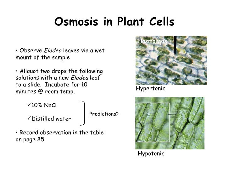 osmosis plant cells osmosis plant cells