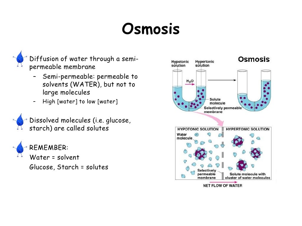 Ppt diffusion and osmosis