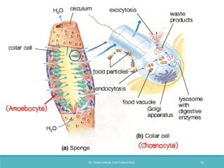 (Choanocyte)
(Amoebocyte)
BY THANYAMON CHATURAVITKUL 10
 