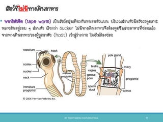 สัตว์ที่ไม่มีทางเดินอาหาร
• พยาธิตัวตืด (tape worm) เป็นสัตว์กลุ่มเดียวกับหนอนตัวแบน บริเวณส่วนหัวมีอวัยวะดูดเกาะ
หลายอันอยู่รอบ ๆ ส่วนหัว เรียกว่า sucker ไม่มีทางเดินอาหารจึงต้องดูดซึมสารอาหารที่ย่อยแล้ว
จากทางเดินอาหารของผู้ถูกอาศัย (host) เข้าสู่ร่างกาย โดยไม่ต้องย่อย
BY THANYAMON CHATURAVITKUL 11
 