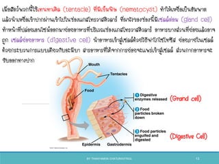 เมื่อสัตว์พวกนีใช้เทนทาเคิล (tentacle) ที่มีเข็มพิษ (nematocyst) ทาให้เหยื่อเป็นอัมพาต
แล้วนาเหยื่อเข้าปากผ่านเข้าไปในช่องแกสโทรวาสคิวลาร์ ที่ผนังของช่องนีมีเซลล์ต่อม (gland cell)
ทาหน้าที่ปล่อยเอนไซม์ออกมาย่อยอาหารที่บริเวณช่องแกสโทรวาสคิวลาร์ อาหารบางส่วนที่ย่อยแล้วอาจ
ถูก เซลล์ย่อยอาหาร (digestive cell) นาอาหารเข้าสู่เซลล์ด้วยวิธีฟาโกไซโทซิส ย่อยภายในเซลล์
ด้วยกระบวนการแบบเดียวกับอะมีบา สารอาหารที่ได้จากการย่อยจะแพร่เข้าสู่เซลล์ ส่วนกากอาหารจะ
ขับออกทางปาก
(Grand cell)
(Digestive Cell)
BY THANYAMON CHATURAVITKUL 13
 