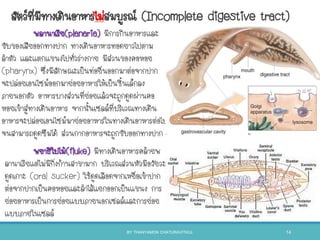 สัตว์ที่มีทางเดินอาหารไม่สมบูรณ์ (Incomplete digestive tract)
พลานาเรีย(planaria) มีการกินอาหารและ
ขับของเสียออกทางปาก ทางเดินอาหารทอดยาวไปตาม
ลาตัว และแตกแขนงไปทั่วร่างกาย มีส่วนของคอหอย
(pharynx) ซึ่งมีลักษณะเป็นท่อยื่นออกมาต่อจากปาก
จะปล่อยเอนไซม์ออกมาย่อยอาหารให้เป็นชินเล็กลง
ภายนอกตัว อาหารบางส่วนที่ย่อยแล้วจะถูกดูดผ่านคอ
หอยเข้าสู่ทางเดินอาหาร จากนันเซลล์ที่บริเวณทางเดิน
อาหารจะปล่อยเอนไซม์มาย่อยอาหารในทางเดินอาหารต่อไป
จนสามารถดูดซึมได้ ส่วนกากอาหารจะถูกขับออกทางปาก
พยาธิใบไม้(fluke) มีทางเดินอาหารคล้ายพ
ลานาเรียแต่ไม่มีกิ่งก้านสาขามาก บริเวณส่วนหัวมีอวัยวะ
ดูดเกาะ (oral sucker) ใช้ดูดเลือดจากเหยื่อเข้าปาก
ต่อจากปากเป็นคอหอยและลาไส้แยกออกเป็นแขนง การ
ย่อยอาหารเป็นการย่อยแบบภายนอกเซลล์และการย่อย
แบบภายในเซลล์
BY THANYAMON CHATURAVITKUL 14
 