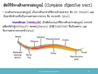 สัตว์ที่มีทางเดินอาหารสมบูรณ์ (Complete digestive tract)
• ทางเดินอาหารแบบสมบูรณ์ เป็นทางเดินอาหารที่มีทางเข้าของอาหาร คือ ปาก (mouth) และ
มีปลายอีกด้านหนึ่งเป็นทางออกของกากอาหาร คือ ทวารหนัก (anus)
หนอนตัวกลม (nematode) เป็นสัตว์พวกแรกที่มีทางเดินอาหารสมบูรณ์ อาหารจะ
เคลื่อนที่เข้าสู่ปาก(mouth) คอหอย(pharynx) ล้าไส้(intestine) ซึ่งเป็นท่อยาว และ
ขับกากออกทางทวารหนัก(anus)
BY THANYAMON CHATURAVITKUL 15
 