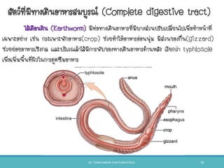 ไส้เดือนดิน (Earthworm) มีท่อทางเดินอาหารที่มีบางส่วนปรับเปลี่ยนไปเพื่อทาหน้าที่
เฉพาะอย่าง เช่น กระเพาะพักอาหาร(crop) ช่วยทาให้อาหารอ่อนนุ่ม มีส่วนของกึ๋น(gizzard)
ช่วยย่อยอาหารเชิงกล และบริเวณลาไส้มีการพับของทางเดินอาหารด้านหลัง เรียกว่า typhlosole
เพื่อเพิ่มพืนที่ผิวในการดูดซึมอาหาร
สัตว์ที่มีทางเดินอาหารสมบูรณ์ (Complete digestive tract)
BY THANYAMON CHATURAVITKUL 16
 