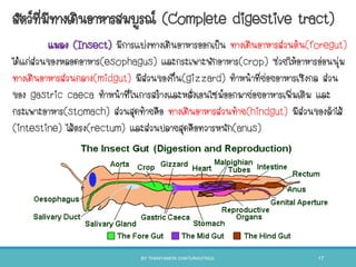 แมลง (Insect) มีการแบ่งทางเดินอาหารออกเป็น ทางเดินอาหารส่วนต้น(foregut)
ได้แก่ส่วนของหลอดอาหาร(esophagus) และกระเพาะพักอาหาร(crop) ช่วยให้อาหารอ่อนนุ่ม
ทางเดินอาหารส่วนกลาง(midgut) มีส่วนของกึ๋น(gizzard) ทาหน้าที่ย่อยอาหารเชิงกล ส่วน
ของ gastric caeca ทาหน้าที่ในการสร้างและหลั่งเอนไซม์ออกมาย่อยอาหารเพิ่มเติม และ
กระเพาะอาหาร(stomach) ส่วนสุดท้ายคือ ทางเดินอาหารส่วนท้าย(hindgut) มีส่วนของลาไส้
(intestine) ไส้ตรง(rectum) และส่วนปลายสุดคือทวารหนัก(anus)
สัตว์ที่มีทางเดินอาหารสมบูรณ์ (Complete digestive tract)
BY THANYAMON CHATURAVITKUL 17
 