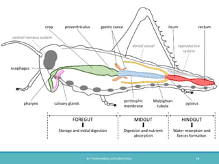 BY THANYAMON CHATURAVITKUL 18
 