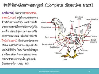 นก(birds) มีส่วนของกระเพาะพัก
อาหาร(crop) อยู่บริเวณหลอดอาหาร
สาหรับให้อาหารพักตัว และมีการหลั่ง
สารออกมาช่วยให้อาหารมีความชุ่มชืน
มากขึน ก่อนเข้าสู่กระเพาะอาหารเพื่อ
ย่อยอาหารทางเคมี แล้วจึงส่งต่อไปยัง
กึ๋น(gizzard) สาหรับการย่อยอาหาร
เชิงกล และช่วยให้อาหารคลุกเคล้ากับ
เอนไซม์ได้ดีขึน ในนกพิราบที่เลียงลูก
อาจมีการขย้อนนาอาหารบางส่วนจาก
กระเพาะพักอาหารมาเลียงลูกอ่อนได้
เรียกอาหารนีว่า crop milk
สัตว์ที่มีทางเดินอาหารสมบูรณ์ (Complete digestive tract)
BY THANYAMON CHATURAVITKUL 19
 