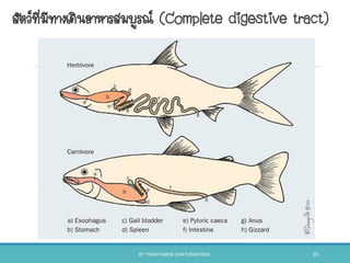 สัตว์ที่มีทางเดินอาหารสมบูรณ์ (Complete digestive tract)
BY THANYAMON CHATURAVITKUL 20
 