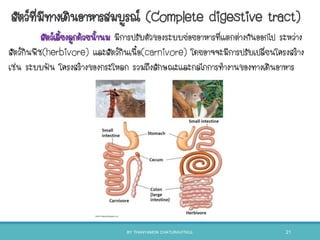 สัตว์เลียงลูกด้วยนานม มีการปรับตัวของระบบย่อยอาหารที่แตกต่างกันออกไป ระหว่าง
สัตว์กินพืช(herbivore) และสัตว์กินเนือ(carnivore) โดยอาจจะมีการปรับเปลี่ยนโครงสร้าง
เช่น ระบบฟัน โครงสร้างของกระโหลก รวมถึงลักษณะและกลไกการทางานของทางเดินอาหาร
สัตว์ที่มีทางเดินอาหารสมบูรณ์ (Complete digestive tract)
BY THANYAMON CHATURAVITKUL 21
 