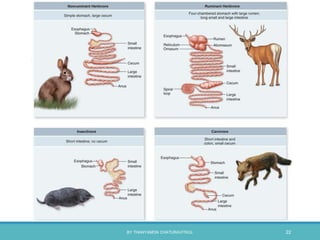 BY THANYAMON CHATURAVITKUL 22
 