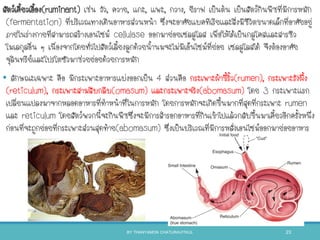 สัตว์เคียวเอือง(ruminant) เช่น วัว, ควาย, แกะ, แพะ, กวาง, ยีราฟ เป็นต้น เป็นสัตว์กินพืชที่มีการหมัก
(fermentation) ที่บริเวณทางเดินอาหารส่วนหน้า ซึ่งจะอาศัยแบคทีเรียและสิ่งมีชีวิตขนาดเล็กที่อาศัยอยู่
ภายในร่างกายที่สามารถสร้างเอนไซม์ cellulase ออกมาย่อยเซลลูโลส เพื่อให้ได้เป็นกลูโคสและสารชีว
โมเลกุลอื่น ๆ เนื่องจากโดยทั่วไปสัตว์เลียงลูกด้วยนานมจะไม่มีเอ็นไซม์ที่ย่อย เซลลูโลสได้ จึงต้องอาศัย
จุลินทรีย์และโปรโตซัวมาช่วยย่อยด้วยการหมัก
• ลักษณะเฉพาะ คือ มีกระเพาะอาหารแบ่งออกเป็น 4 ส่วนคือ กระเพาะผ้าขีริว(rumen), กระเพาะรังผึง
(reticulum), กระเพาะสามสิบกลีบ(omasum) และกระเพาะจริง(abomasum) โดย 3 กระเพาะแรก
เปลี่ยนแปลงมาจากหลอดอาหารที่ทาหน้าที่ในการหมัก โดยการหมักจะเกิดขึนมากที่สุดที่กระเพาะ rumen
และ reticulum โดยสัตว์พวกนีจะกินพืชซึ่งจะมีการสารอกอาหารที่กินเข้าไปแล้วกลับขึนมาเคียวอีกครังหนึ่ง
ก่อนที่จะถูกย่อยที่กระเพาะส่วนสุดท้าย(abomasum) ซึ่งเป็นบริเวณที่มีการหลั่งเอนไซม์ออกมาย่อยอาหาร
BY THANYAMON CHATURAVITKUL 23
 
