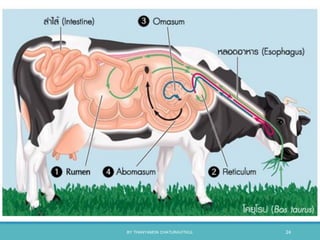 BY THANYAMON CHATURAVITKUL 24
 