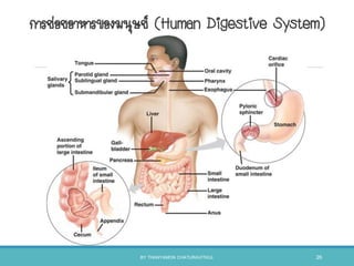 การย่อยอาหารของมนุษย์ (Human Digestive System)
BY THANYAMON CHATURAVITKUL 26
 