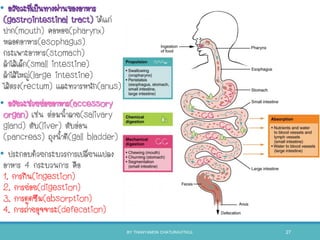 • อวัยวะที่เป็นทางผ่านของอาหาร
(gastrointestinal tract) ได้แก่
ปาก(mouth) คอหอย(pharynx)
หลอดอาหาร(esophagus)
กระเพาะอาหาร(stomach)
ลาไส้เล็ก(small intestine)
ลาไส้ใหญ่(large intestine)
ไส้ตรง(rectum) และทวารหนัก(anus)
• อวัยวะช่วยย่อยอาหาร(accessory
organ) เช่น ต่อมนาลาย(salivary
gland) ตับ(liver) ตับอ่อน
(pancreas) ถุงนาดี(gall bladder)
• ประกอบด้วยกระบวรการเปลี่ยนแปลง
อาหาร 4 กระบวนการ คือ
1. การกิน(ingestion)
2. การย่อย(digestion)
3. การดูดซึม(absorption)
4. การถ่ายอุจจาระ(defecation)
BY THANYAMON CHATURAVITKUL 27
 