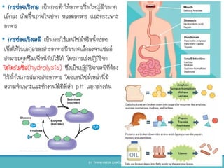 • การย่อยเชิงกล เป็นการทาให้อาหารชินใหญ่มีขนาด
เล็กลง เกิดขึนภายในปาก หลอดอาหาร และกระเพาะ
อาหาร
• การย่อยเชิงเคมี เป็นการใช้เอนไซม์หรือนาย่อย
เพื่อให้โมเลกุลของสารอาหารมีขนาดเล็กลงจนเซลล์
สามารถดูดซึมเพื่อนาไปใช้ได้ โดยการเร่งปฏิกิริยา
ไฮโดรไลซิส(hydrolysis) ซึ่งเป็นปฏิกิริยาเคมีที่ต้อง
ใช้นาในการสลายสารอาหาร โดยเอนไซม์เหล่านีมี
ความจาเพาะและทางานได้ดีที่ค่า pH แตกต่างกัน
BY THANYAMON CHATURAVITKUL 28
 