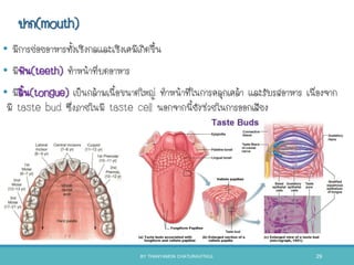 ปาก(mouth)
• มีการย่อยอาหารทังเชิงกลและเชิงเคมีเกิดขึน
• มีฟัน(teeth) ทาหน้าที่บดอาหาร
• มีลิน(tongue) เป็นกล้ามเนือขนาดใหญ่ ทาหน้าที่ในการคลุกเคล้า และรับรสอาหาร เนื่องจาก
มี taste bud ซึ่งภายในมี taste cell นอกจากนียังช่วยในการออกเสียง
BY THANYAMON CHATURAVITKUL 29
 
