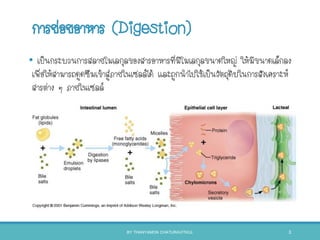 การย่อยอาหาร (Digestion)
• เป็นกระบวนการสลายโมเลกุลของสารอาหารที่มีโมเลกุลขนาดใหญ่ ให้มีขนาดเล็กลง
เพื่อให้สามารถดูดซึมเข้าสู่ภายในเซลล์ได้ และถูกนาไปใช้เป็นวัตถุดิบในการสังเคราะห์
สารต่าง ๆ ภายในเซลล์
BY THANYAMON CHATURAVITKUL 3
 