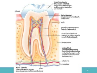BY THANYAMON CHATURAVITKUL 30
 