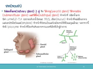 ปาก(mouth)
• มีต่อมนาลาย(salivary gland) 3 คู่ คือ ใต้กกหู(parotid gland) ใต้ขากรรไกร
(submandibular gland) และใต้ลิน(sublingual gland) ทาหน้าที่ ผลิตนาลาย
มีค่า pH6.2–7.4 ประกอบด้วยนาร้อยละ 99.5, เมือก(mucus) ทาหน้าที่หล่อลื่นอาหาร
และเอนไซม์อะไมเลส(amylase) ทาหน้าที่ย่อยแป้งและไกลโคเจนให้มีโมเลกุลเล็กลง นอกจากนี
ยังมี lysozyme ทาหน้าที่ป้องกันอันตรายจากแบคทีเรียที่เข้าสู่ร่างกาย
BY THANYAMON CHATURAVITKUL 31
 