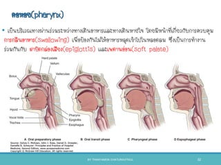 คอหอย(pharynx)
• เป็นบริเวณทางผ่านร่วมระหว่างทางเดินอาหารและทางเดินหายใจ โดยมีหน้าที่เกี่ยวกับการควบคุม
การกลืนอาหาร(swallowing) เพื่อป้องกันไม่ให้อาหารหลุดเข้าไปในหลอดลม ซึ่งเป็นการทางาน
ร่วมกันกับ ฝาปิดกล่องเสียง(epiglottis) และเพดานอ่อน(soft palate)
BY THANYAMON CHATURAVITKUL 32
 
