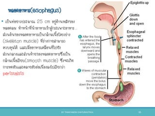 หลอดอาหาร(esophagus)
• เป็นท่อยาวประมาณ 25 cm อยู่ด้านหลังของ
หลอดลม ทาหน้าที่นาอาหารเข้าสู่กระเพาะอาหาร
ส่วนต้นของหลอดอาหารเป็นกล้ามเนือโครงร่าง
(skeleton muscle) ที่ร่างกายสามารถ
ควบคุมได้ และเมื่ออาหารเคลื่อนที่ไปยัง
ส่วนกลางและส่วนท้ายของหลอดอาหารซึ่งเป็น
กล้ามเนือเรียบ(smooth muscle) ซึ่งจะเกิด
การหดตัวและคลายตัวต่อเนื่องลงไปเรียกว่า
peristalsis
BY THANYAMON CHATURAVITKUL 33
 