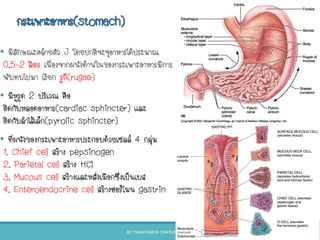 กระเพาะอาหาร(stomach)
• มีลักษณะคล้ายตัว J โดยปกติจะจุอาหารได้ประมาณ
0.5-2 ลิตร เนื่องจากผนังด้านในของกระเพาะอาหารมีการ
พับทบไปมา เรียก รูกี(rugae)
• มีหูรูด 2 บริเวณ คือ
ติดกับหลอดอาหาร(cardiac sphincter) และ
ติดกับลาไส้เล็ก(pyrolic sphincter)
• ที่ผนังของกระเพาะอาหารประกอบด้วยเซลล์ 4 กลุ่ม
1. Chief cell สร้าง pepsinogen
2. Parietal cell สร้าง HCl
3. Mucous cell สร้างและหลั่งเมือกซึ่งเป็นเบส
4. Enteroendocrine cell สร้างฮอร์โมน gastrin
BY THANYAMON CHATURAVITKUL 34
 