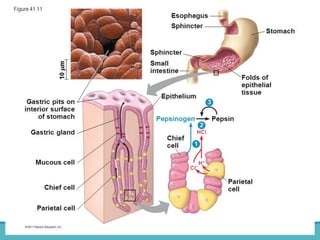 BY THANYAMON CHATURAVITKUL 35
 