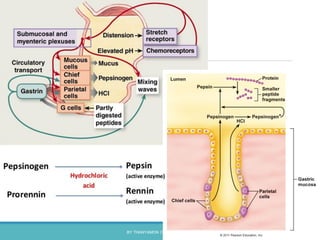 BY THANYAMON CHATURAVITKUL 36
 