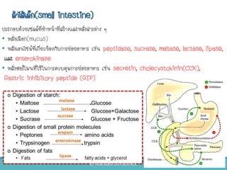 ลาไส้เล็ก(small intestine)
ประกอบด้วยเซลล์ที่ทาหน้าที่สร้างและหลั่งสารต่าง ๆ
• หลั่งเมือก(mucus)
• หลั่งเอนไซม์ที่เกี่ยวข้องกับการย่อยอาหาร เช่น peptidase, sucrase, maltase, lactase, lipase,
และ enterokinase
• หลั่งฮอร์โมนที่ใช้ในการควบคุมการย่อยอาหาร เช่น secretin, cholecystokinin(CCK),
Gastric inhibitory peptide (GIP)
BY THANYAMON CHATURAVITKUL 39
 